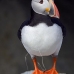 puffin_atlantic_msi_v_0966_can0579.jpg